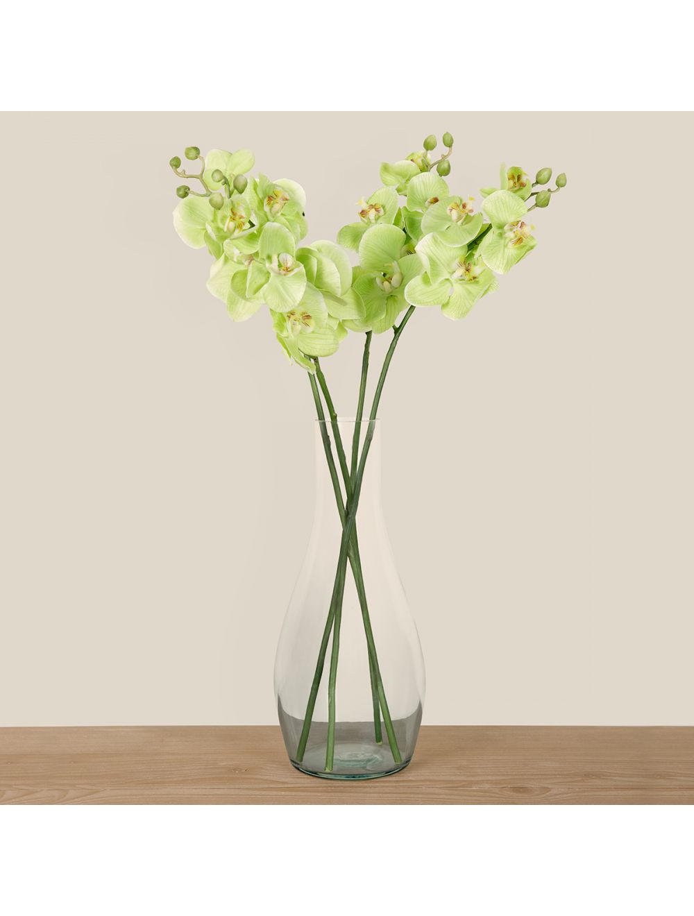 Phalaenopsis